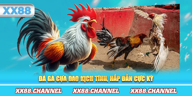 Đá gà cựa dao kịch tính, hấp dẫn cực kỳ