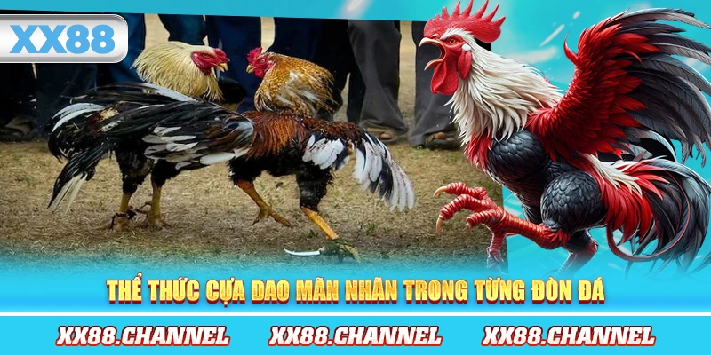 Thể thức cựa dao mãn nhãn trong từng đòn đá