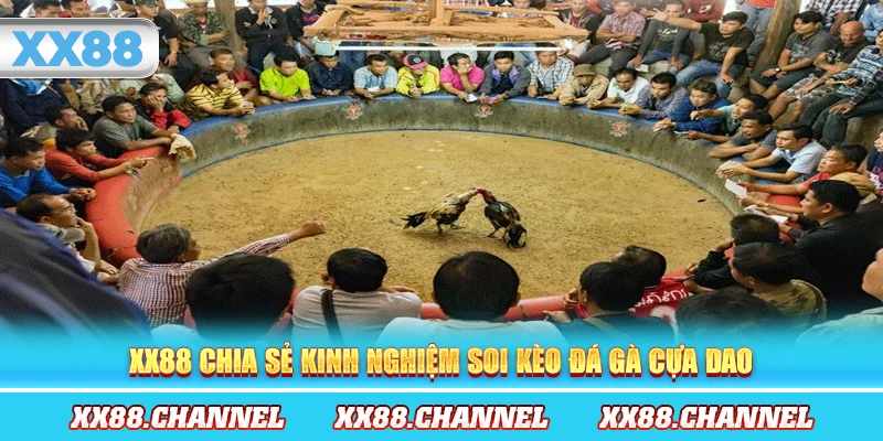 XX88 chia sẻ kinh nghiệm soi kèo đá gà cựa dao